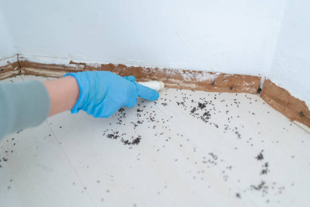 Best Best Pest Control Companies  in Taylor Creek, FL